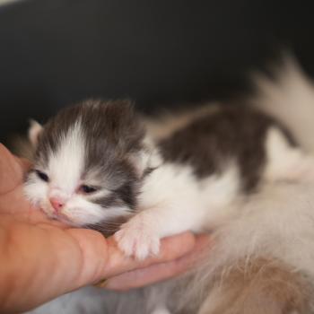 chaton British Longhair black smoke bicolor BERLIOZ Chatterie du Bois des Calthas
