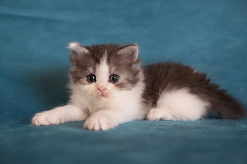 BROWNIE du bois des calthas Mâle British Longhair