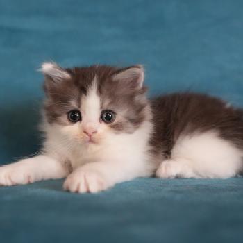 chaton British Longhair black smoke bicolor BROWNIE Chatterie du Bois des Calthas