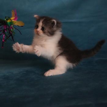 chaton British Longhair black smoke bicolor BROWNIE Chatterie du Bois des Calthas