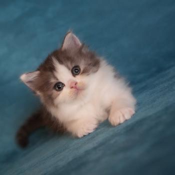 chaton British Longhair black smoke bicolor BROWNIE Chatterie du Bois des Calthas