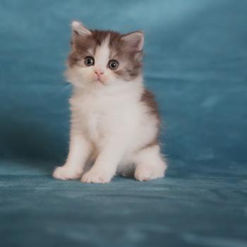 chaton British Longhair black smoke bicolor BROWNIE Chatterie du Bois des Calthas