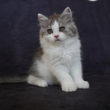 chaton British Longhair black smoke bicolor BROWNIE Chatterie du Bois des Calthas