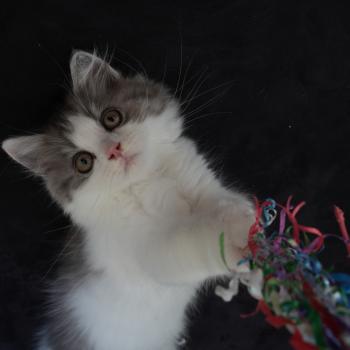 chaton British Longhair black smoke bicolor BROWNIE Chatterie du Bois des Calthas