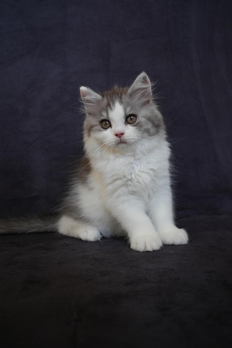 BROWNIE du bois des calthas Mâle British Longhair