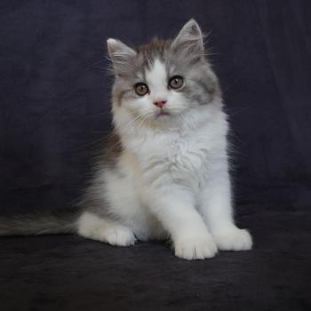 chaton British Longhair black smoke bicolor BROWNIE Chatterie du Bois des Calthas