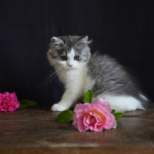 BROWNIE du bois des calthas Mâle British Longhair