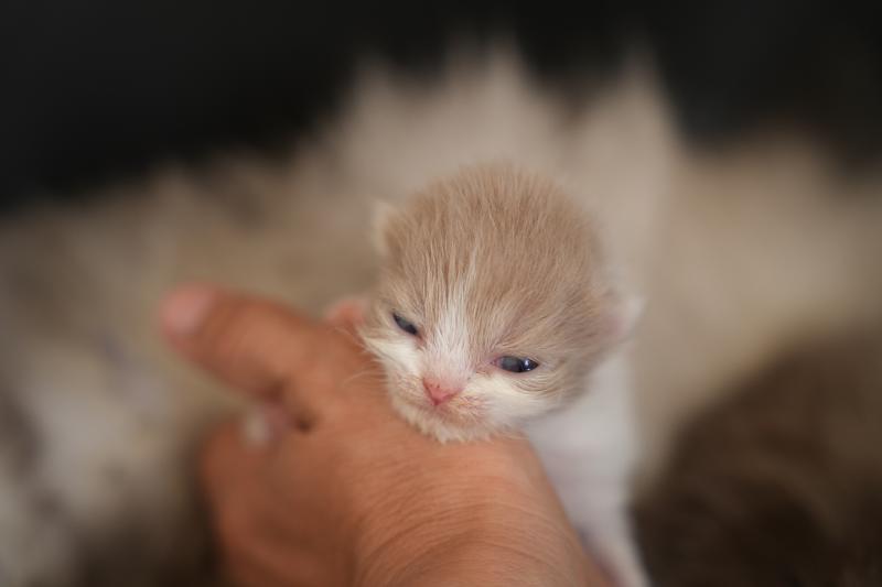BERYL du bois des calthas Femelle British Longhair