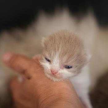 chaton British Longhair lilac bicolor BERYL Chatterie du Bois des Calthas