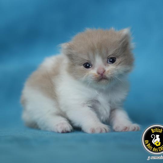 BERYL du bois des calthas Femelle British Longhair