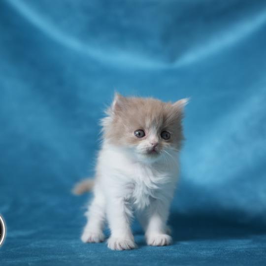 BERYL du bois des calthas Femelle British Longhair