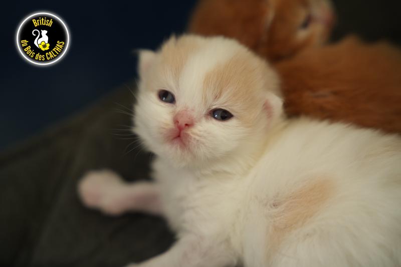 BLOOM du bois des calthas Mâle British Longhair