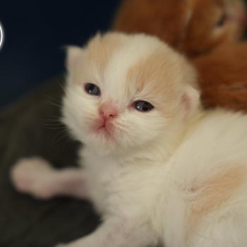 chaton British Longhair cream & blanc arlequin BLOOM Chatterie du Bois des Calthas