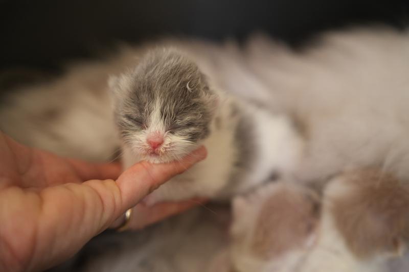 BLUEBELL du bois des calthas Femelle British Longhair