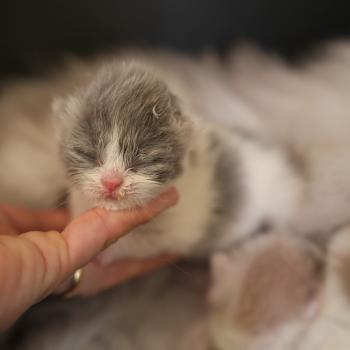 chaton British Longhair blue smoke bicolor BLUEBELL Chatterie du Bois des Calthas