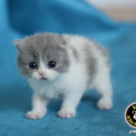 BLUEBELL du bois des calthas Femelle British Longhair