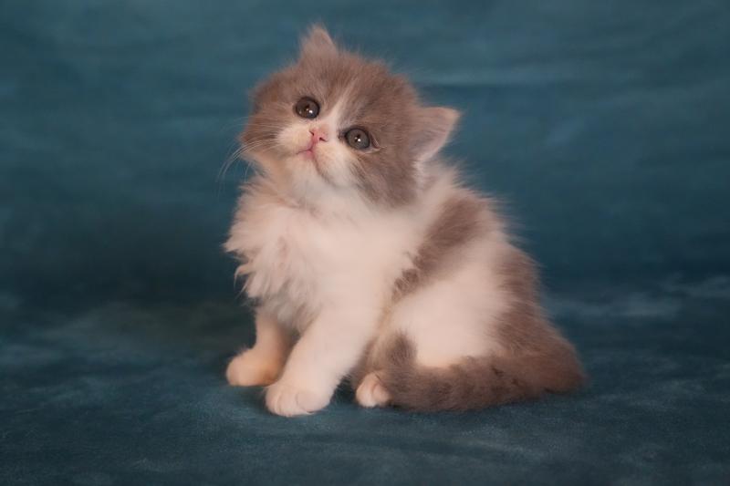 BLUE-BELLE du bois des calthas Femelle British Longhair