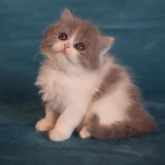 BLUE-BELLE du bois des calthas Femelle British Longhair