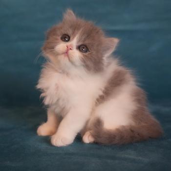 chaton British Longhair blue smoke bicolor BLUEBELL Chatterie du Bois des Calthas