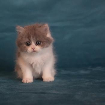 chaton British Longhair blue smoke bicolor BLUEBELL Chatterie du Bois des Calthas