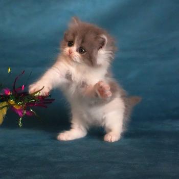 chaton British Longhair blue smoke bicolor BLUEBELL Chatterie du Bois des Calthas