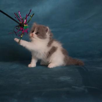 chaton British Longhair blue smoke bicolor BLUEBELL Chatterie du Bois des Calthas