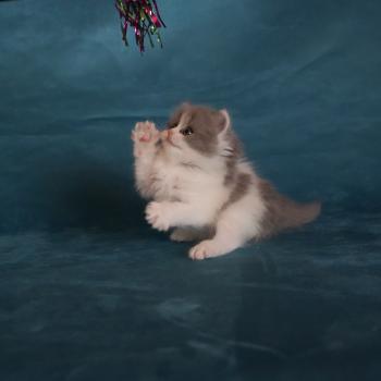 chaton British Longhair blue smoke bicolor BLUEBELL Chatterie du Bois des Calthas