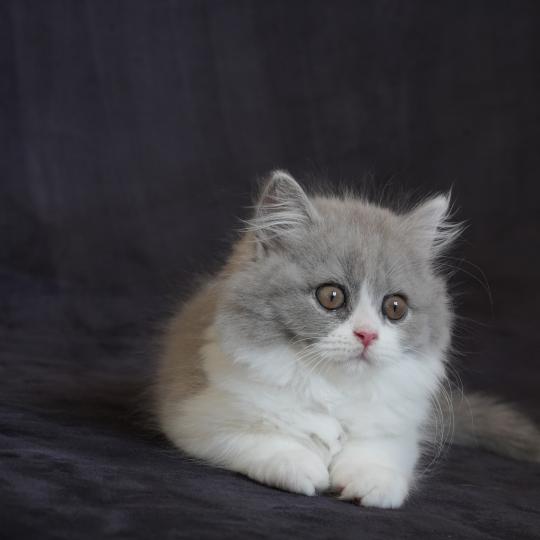 BLUE-BELLE du bois des calthas Femelle British Longhair