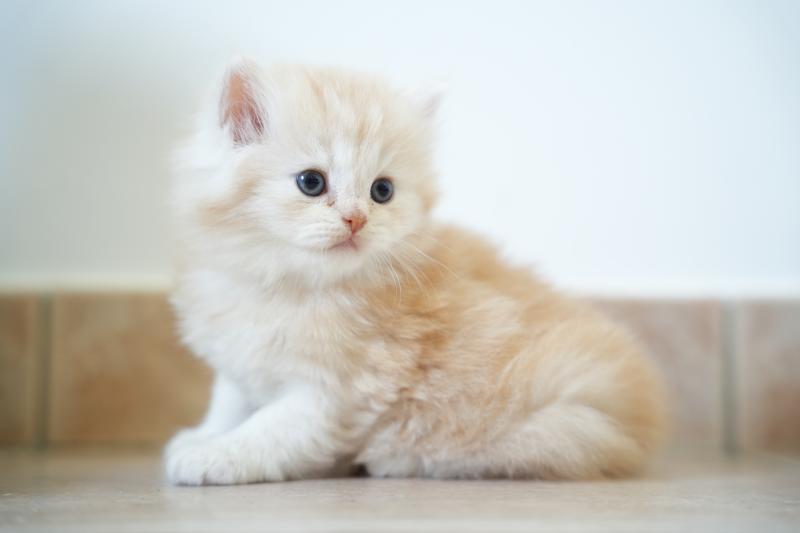 BOURBON du bois des calthas Mâle British Longhair