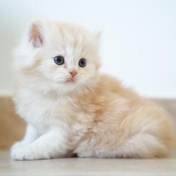 chaton British Longhair red smoke BOURBON Chatterie du Bois des Calthas