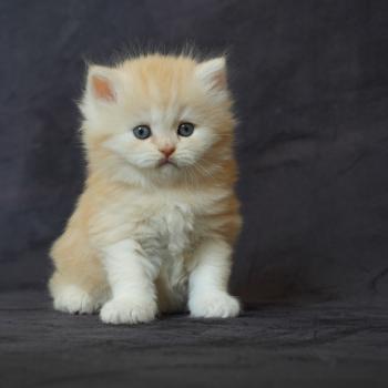 chaton British Longhair red smoke BOURBON Chatterie du Bois des Calthas