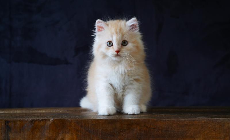BOURBON du bois des calthas Mâle British Longhair