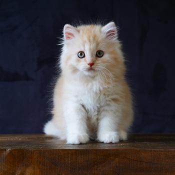 chaton British Longhair red smoke BOURBON Chatterie du Bois des Calthas