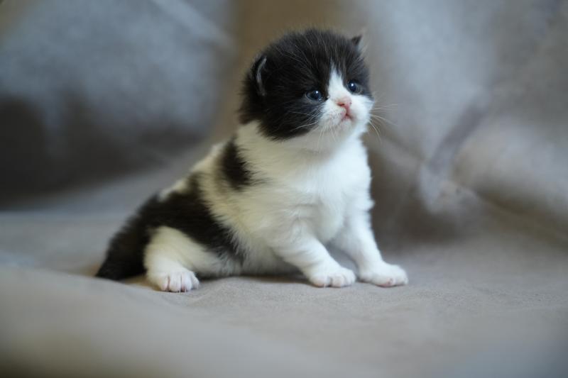 BOUT D'CHOU du bois des calthas Mâle British Longhair