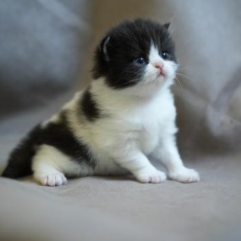 chaton British Longhair black bicolor BOUT D'CHOU Chatterie du Bois des Calthas