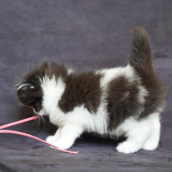 chaton British Longhair black bicolor BOUT D'CHOU Chatterie du Bois des Calthas