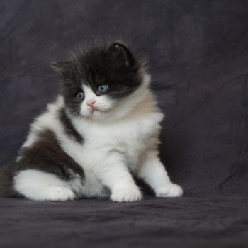 chaton British Longhair black bicolor BOUT D'CHOU Chatterie du Bois des Calthas