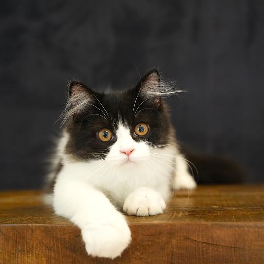 Black - Jack du bois des calthas Mâle British Longhair