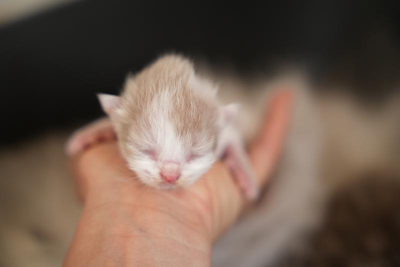 BRINDILLE du bois des calthas Mâle British Longhair