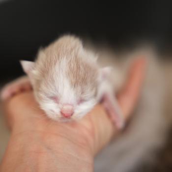chaton British Longhair lilac bicolor BRINDILLE Chatterie du Bois des Calthas