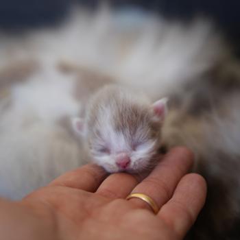 chaton British Longhair lilac bicolor BRINDILLE Chatterie du Bois des Calthas