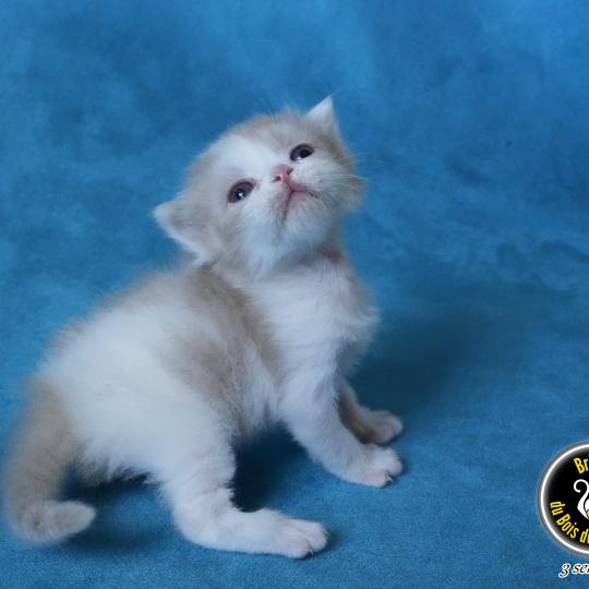BROWNIE du bois des calthas Mâle British Longhair