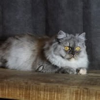chat British Longhair black tortie smoke Raïley du bois des calthas Chatterie du Bois des Calthas chat British Longhair black tortie smoke Raïley du bois des calthas Chatterie du Bois des Calthas
