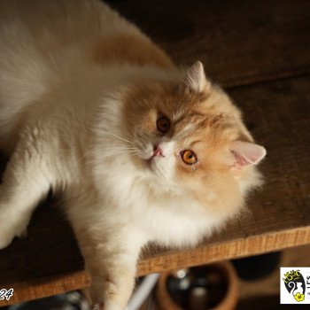 chat British Longhair Up Chatterie du Bois des Calthas chat British Longhair Up Chatterie du Bois des Calthas