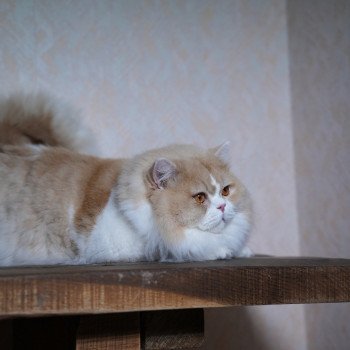 chat British Longhair Up Chatterie du Bois des Calthas chat British Longhair Up Chatterie du Bois des Calthas
