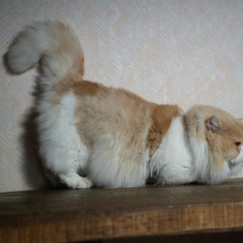 chat British Longhair Up Chatterie du Bois des Calthas chat British Longhair Up Chatterie du Bois des Calthas