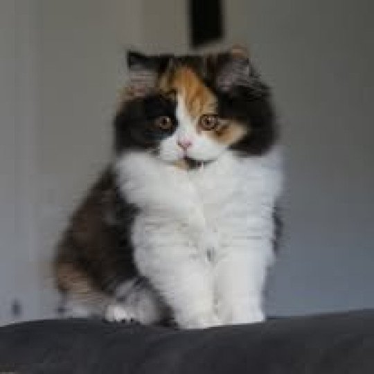 URPIE du bois des calthas Femelle British Longhair