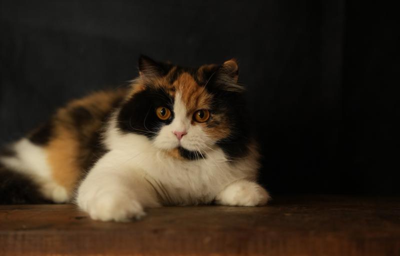 URPIE du bois des calthas Femelle British Longhair