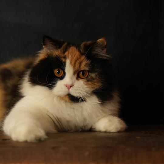 URPIE du bois des calthas Femelle British Longhair