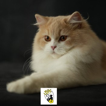 chaton British Longhair Volkom Chatterie du Bois des Calthas